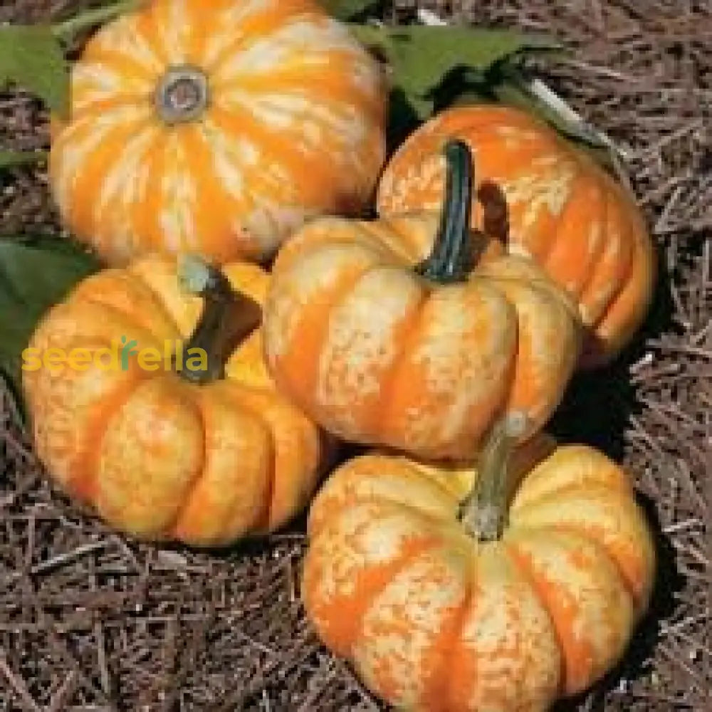 Orange Pumpkin Seeds For Easy Planting Vegetable Seeds