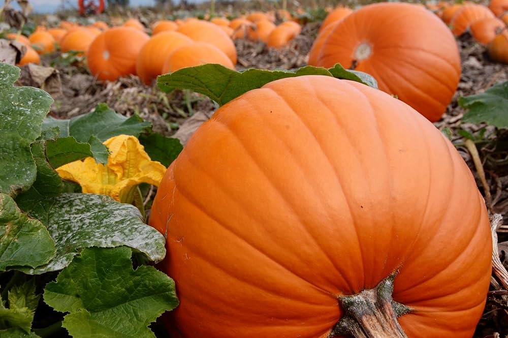 Orange Pumpkin seeds for planting Non-GMO variety