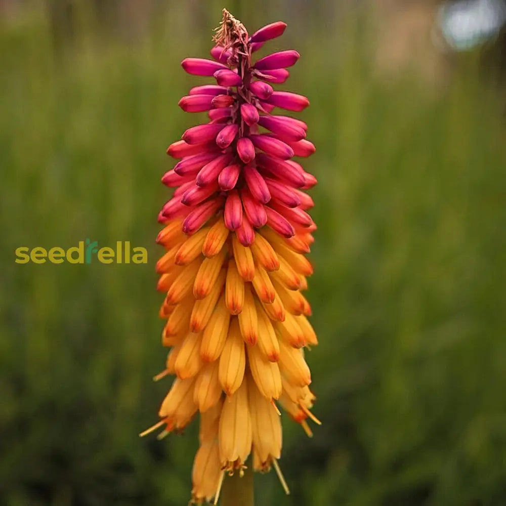 Orange Purple Hot Poker Plant Seeds - Perennial Kniphofia (Torch Lily Or Tritoma) Red Spike For