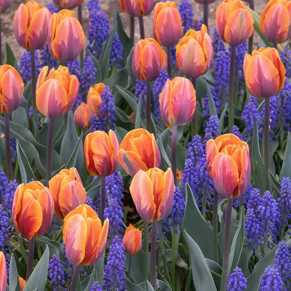 Orange and Purple Tulip Flower Seeds for Planting