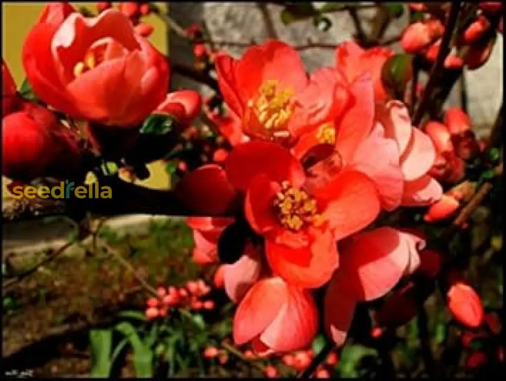 Orange Quince Flower Planting Seeds For Vibrant Garden Blooms Plant Seeds