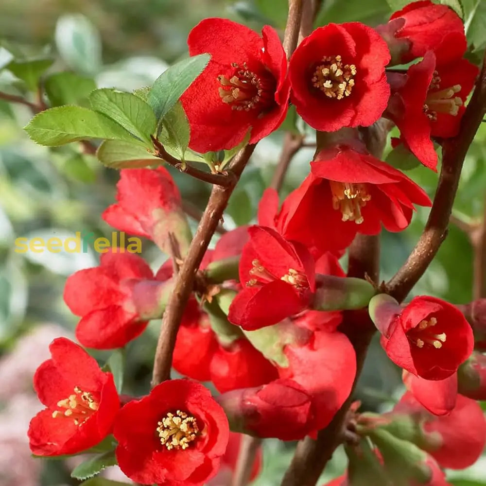 Orange Quince Flower Planting Seeds For Vibrant Garden Blooms Plant Seeds