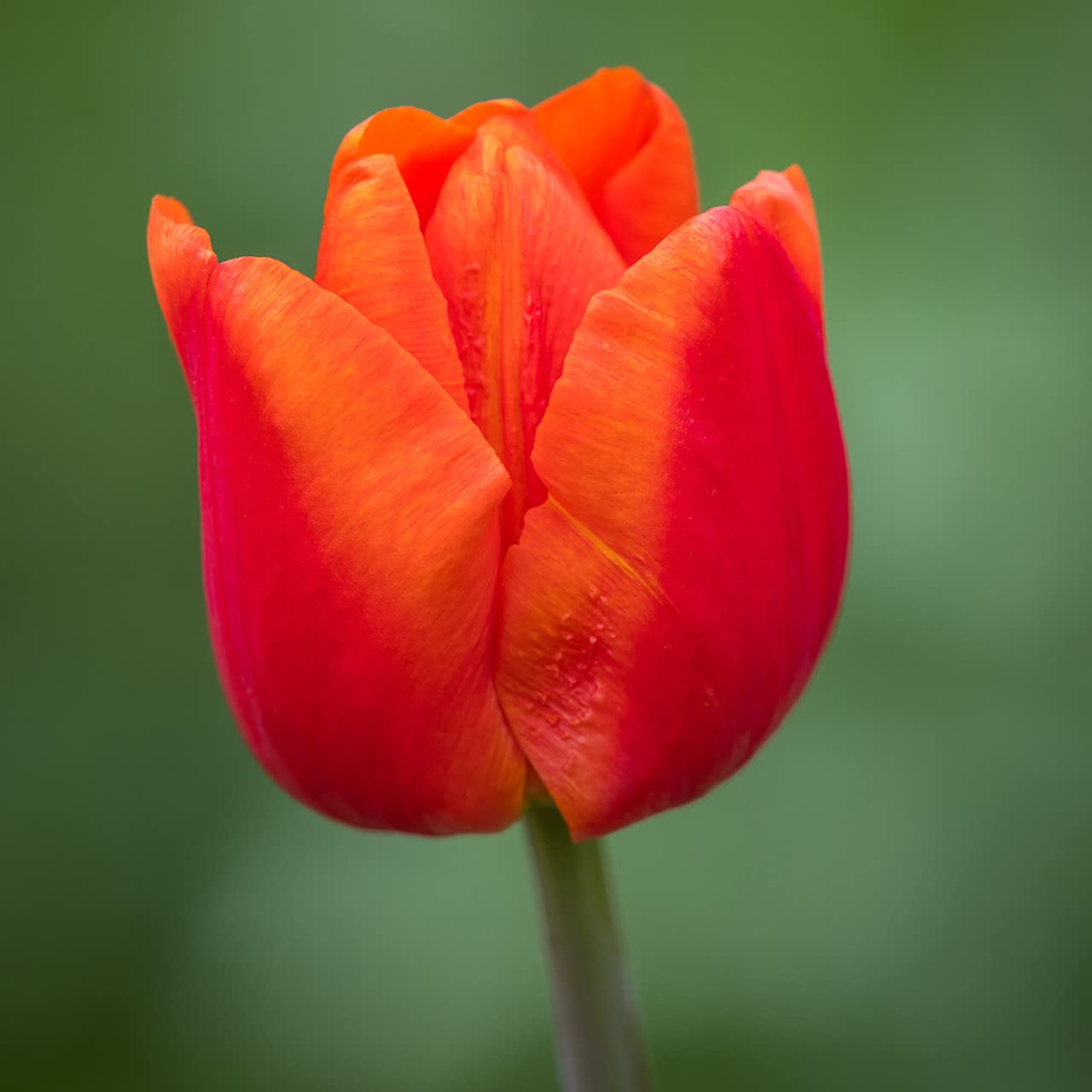 Orange Red Tulip Flowers in Full Bloom
