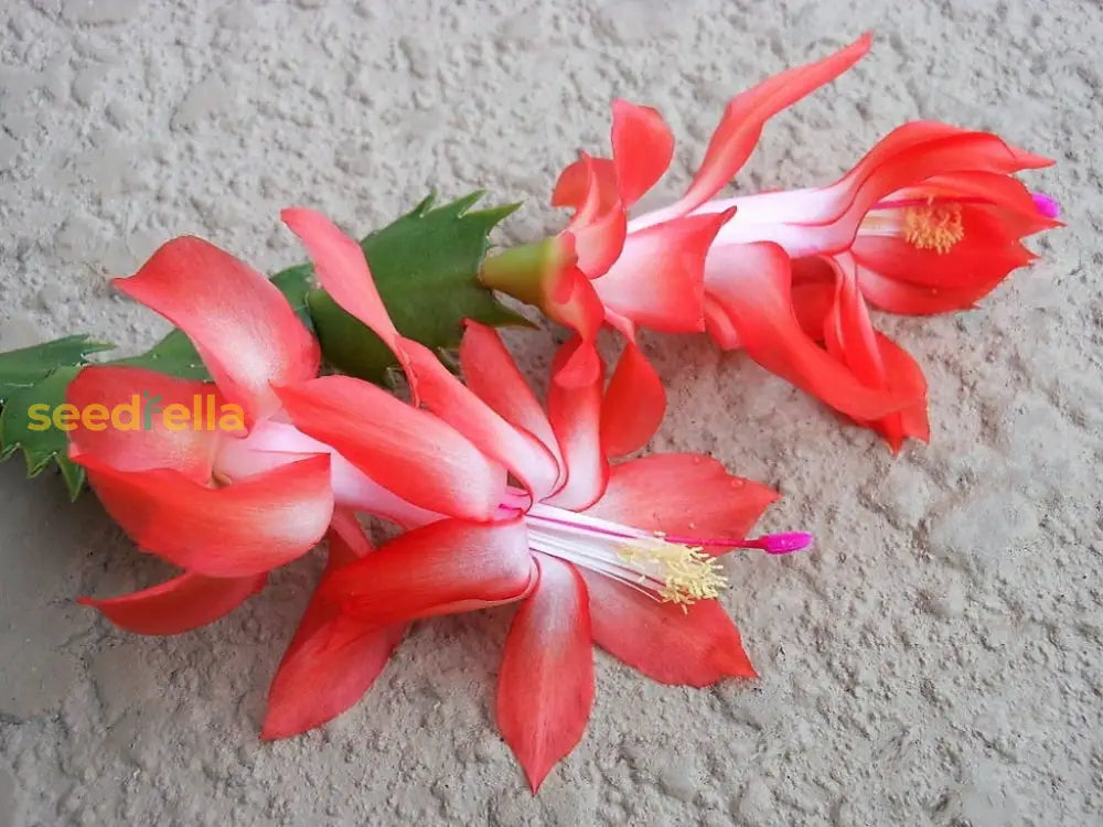 Orange Schlumbergera Flower Planting Seeds - Brighten Your Garden With Stunning Blooms