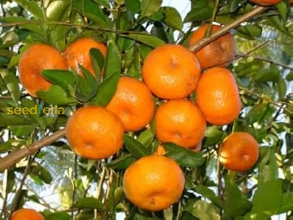 Orange Seedlings Growing in Pots