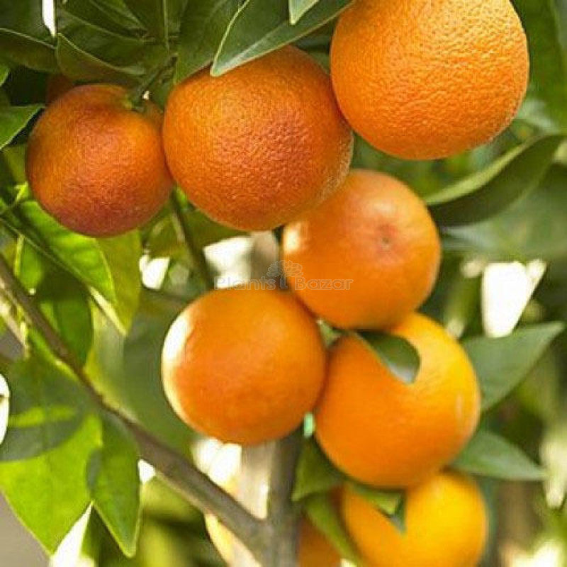 Orange seeds for planting sweet citrus home garden trees