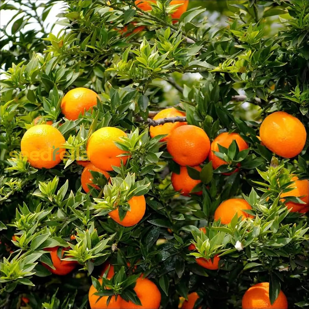 Orange Seeds for Planting Juicy Citrus Trees