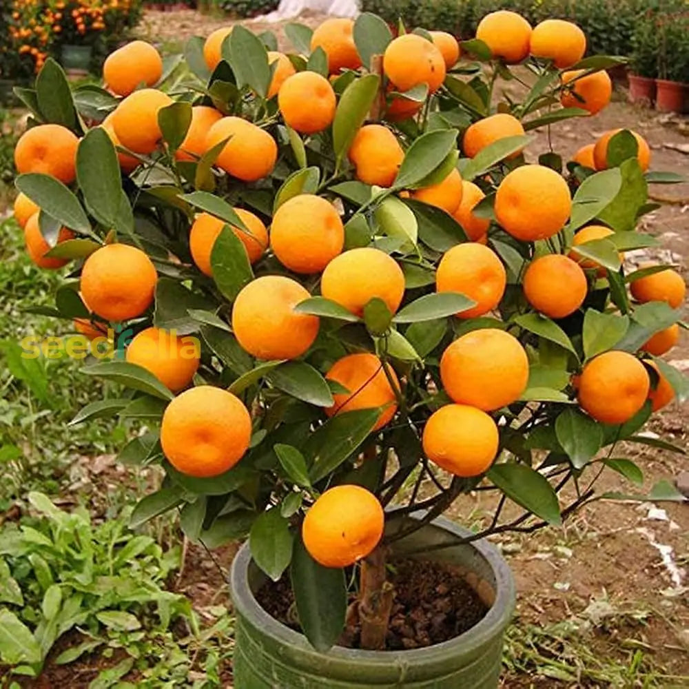 Orange Seeds for Easy Planting and Citrus Growth