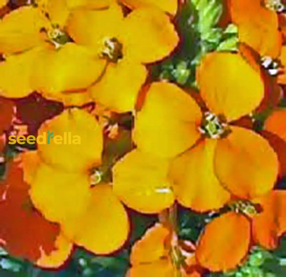 Orange Siberian Seeds For Flower Planting Plant Seeds