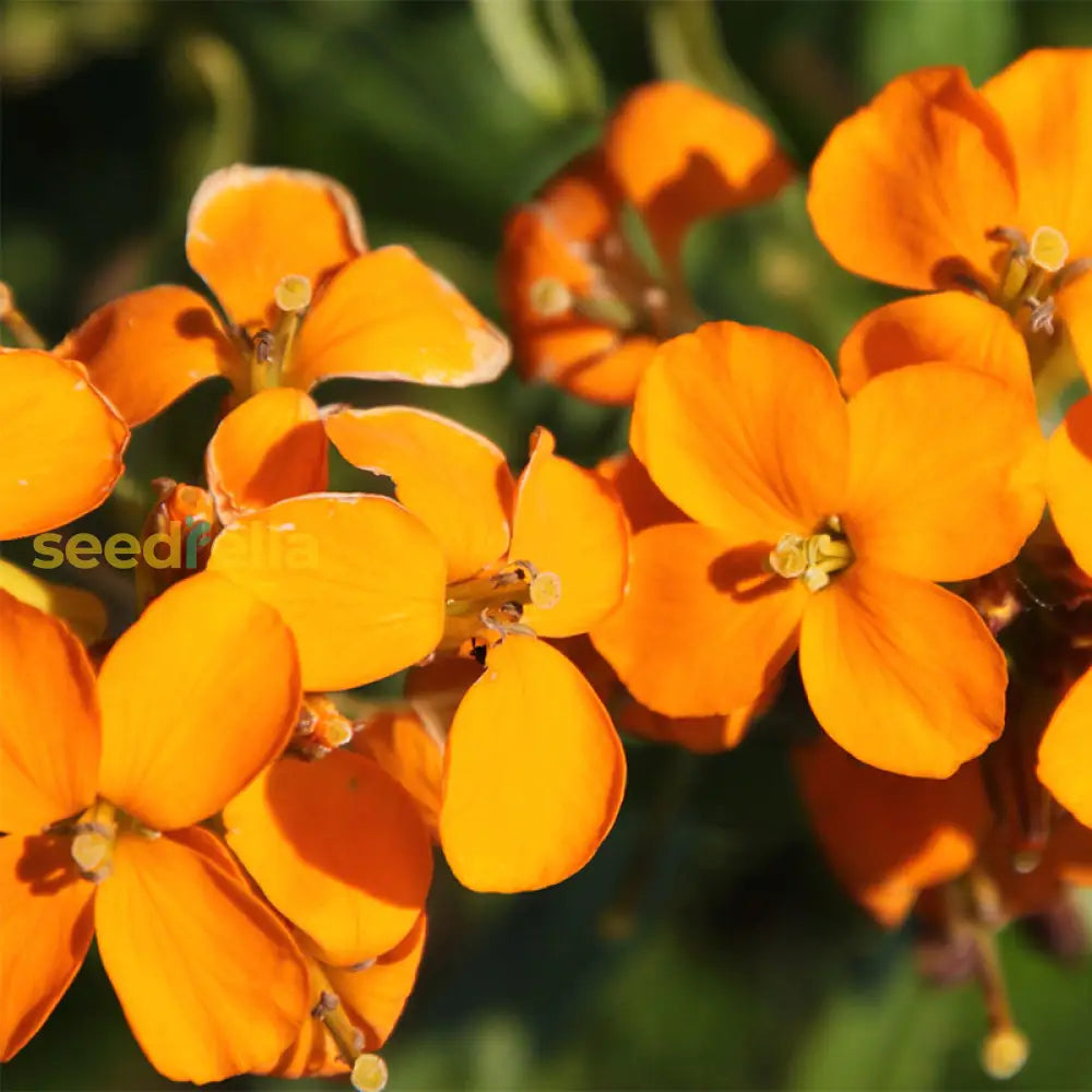 Orange Siberian Wallflower Seeds For Planting - Vibrant Blooms Flower