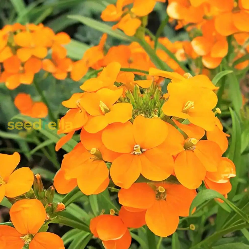 Orange Siberian Wallflower Seeds For Planting - Vibrant Blooms Flower