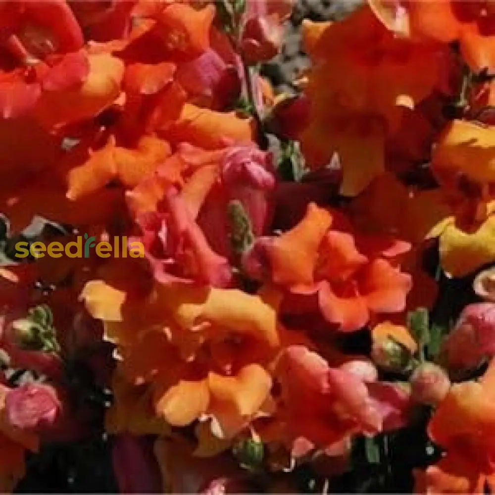 Orange Snapdragon Flower Seeds For Planting - Brighten Your Garden With Vibrant Annuals