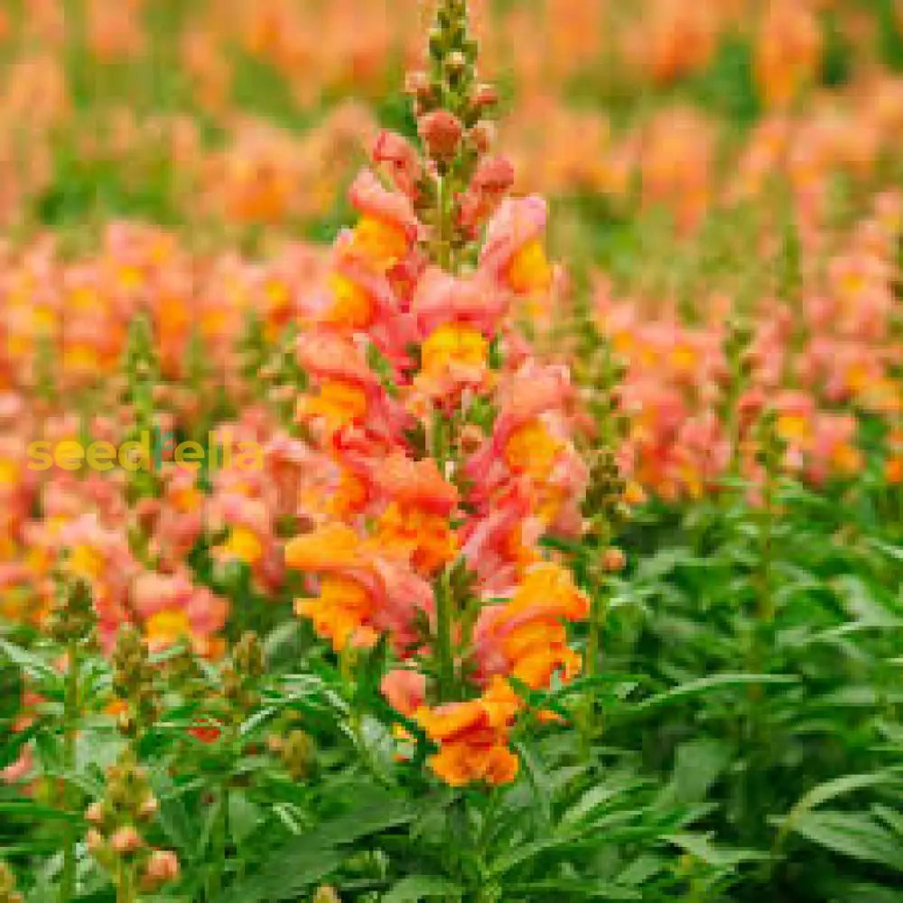 Orange Snapdragon Flower Seeds For Planting - Brighten Your Garden With Vibrant Annuals