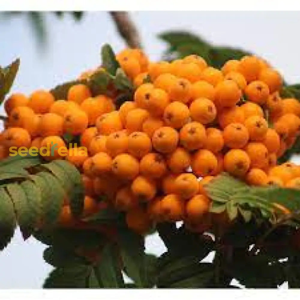 Orange Sorbus Alnifolia Seeds for Planting Bright Ornamental Trees