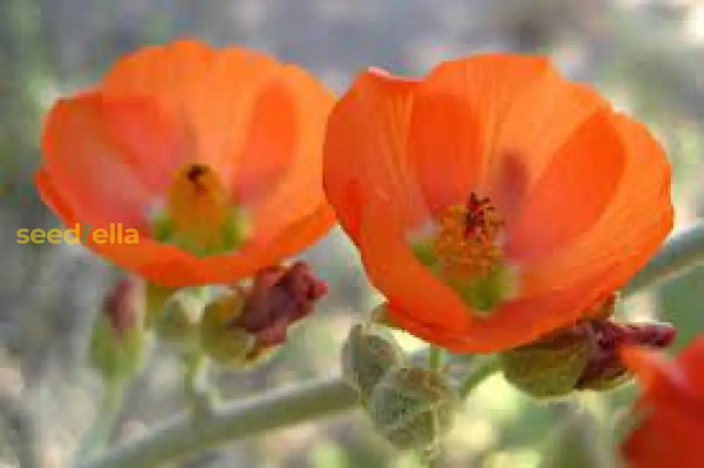 Orange Sphaeralcea Flower Seeds For Planting  Perennial Blooms