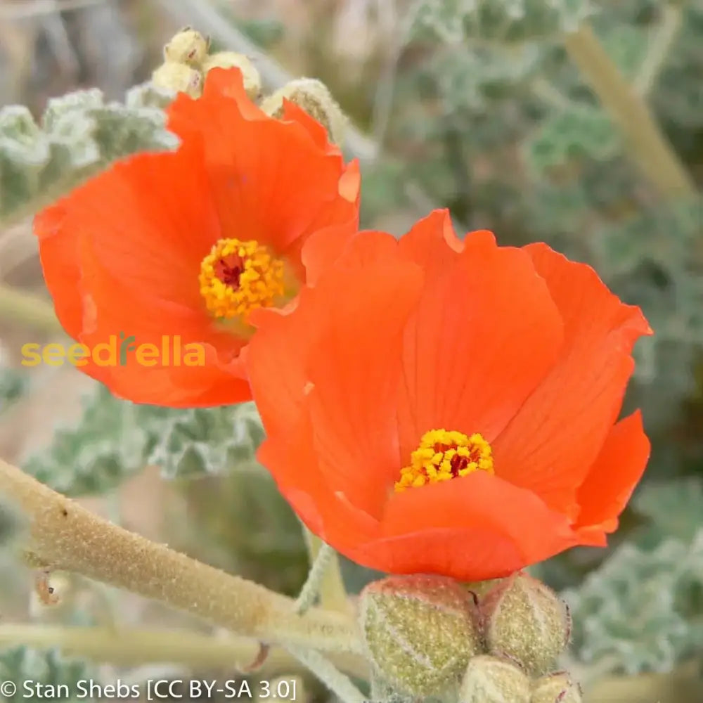 Orange Sphaeralcea Flower Seeds For Planting  Perennial Blooms