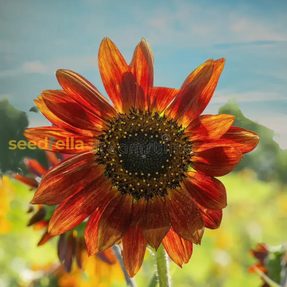 Orange Sunflower Seeds For Planting Flower