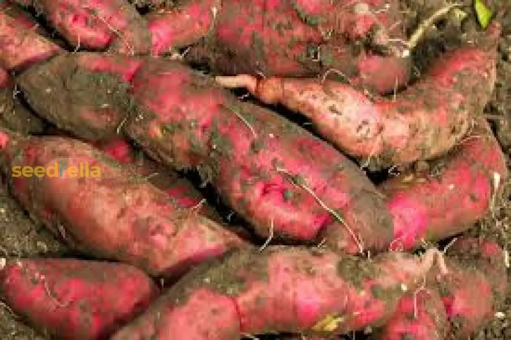 Orange Sweet Potato Seeds For Planting - Vegetable Garden Starter Seeds