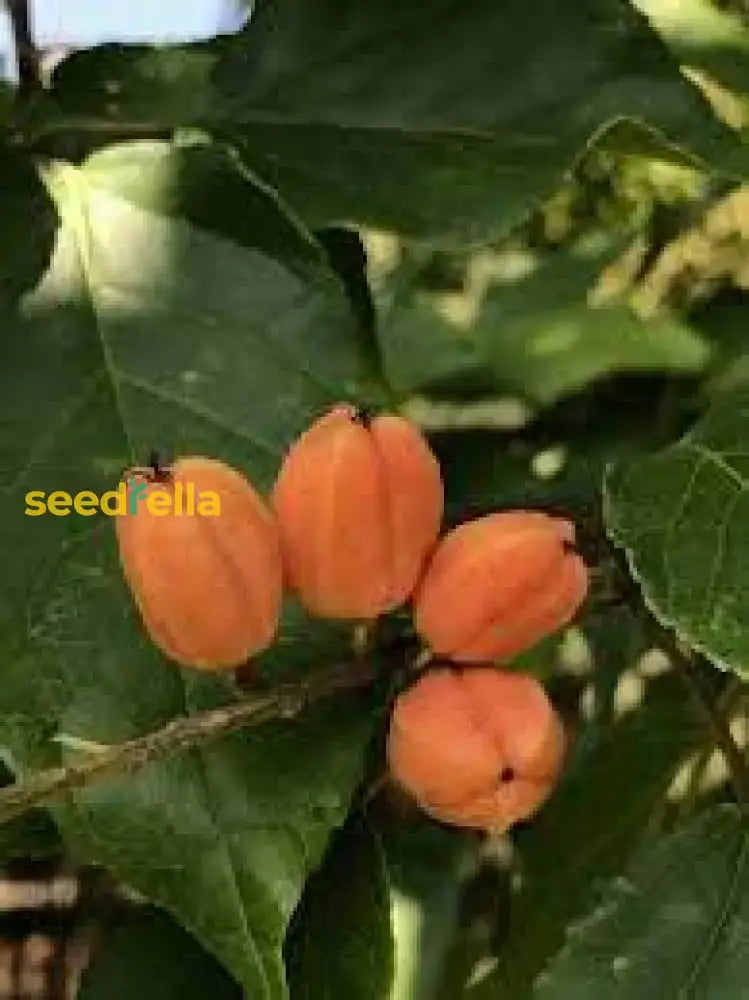 Orange Sylvaticus Fruit Planting Seeds - Grow Delicious Fruits In Your Garden