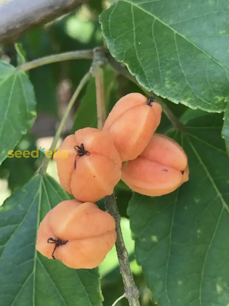 Orange Sylvaticus Fruit Planting Seeds - Grow Delicious Fruits In Your Garden