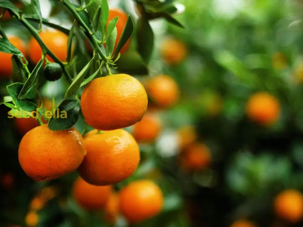 Orange Tangerine Tree Seeds For Planting | Grow Your Own Citrus Delight Fruit