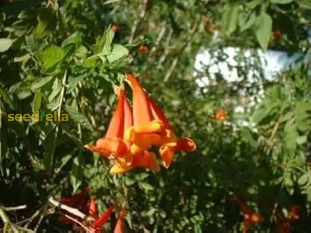 Orange Tecoma Jubilee Seeds For Vibrant Flower Planting