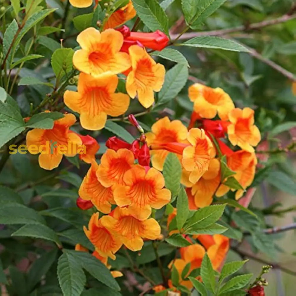 Orange Tecoma Jubilee Seeds For Vibrant Flower Planting