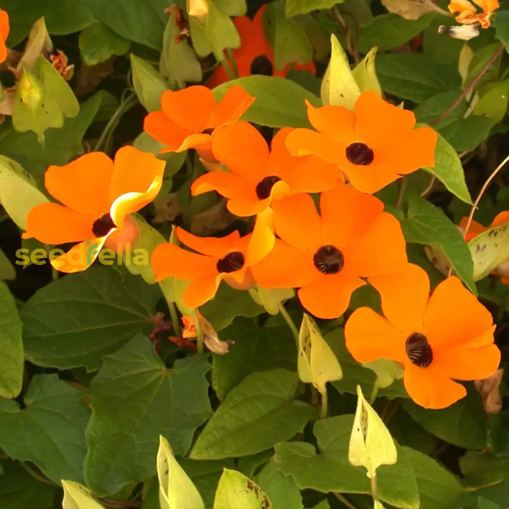 Orange Thunbergia Flower Planting Seeds - 100 Pcs