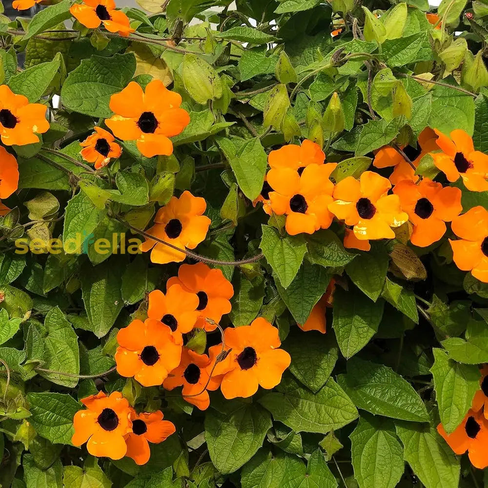 Orange Thunbergia Flower Planting Seeds - 100 Pcs