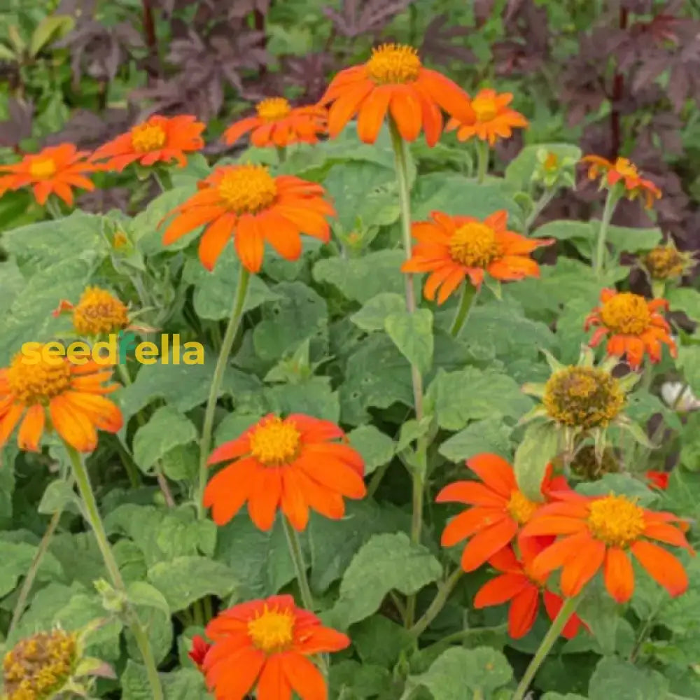 Orange Tithonia Flower Seeds For Planting | Vibrant Annual Blooms