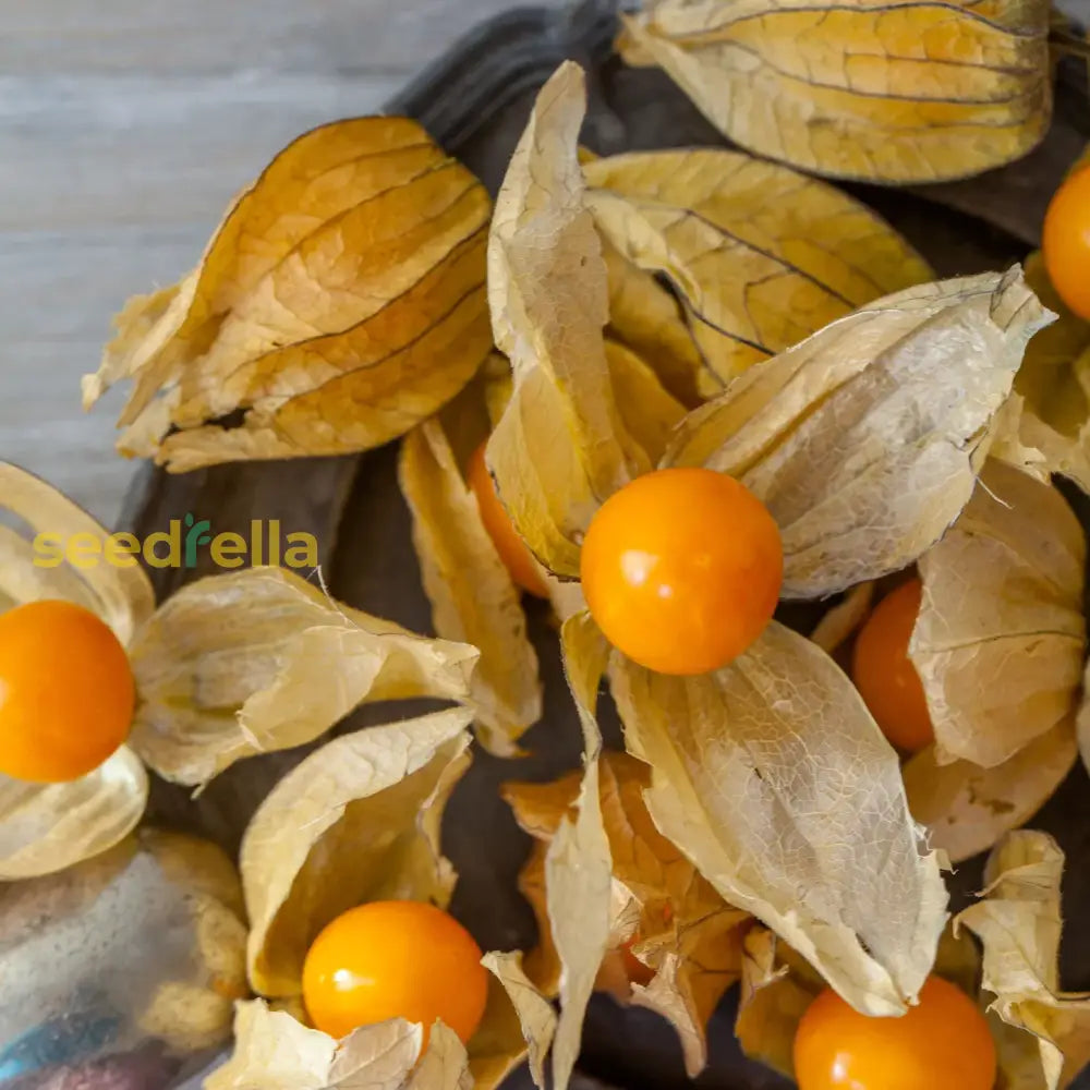 Orange Tomatillo Seeds For Easy Planting Fruit