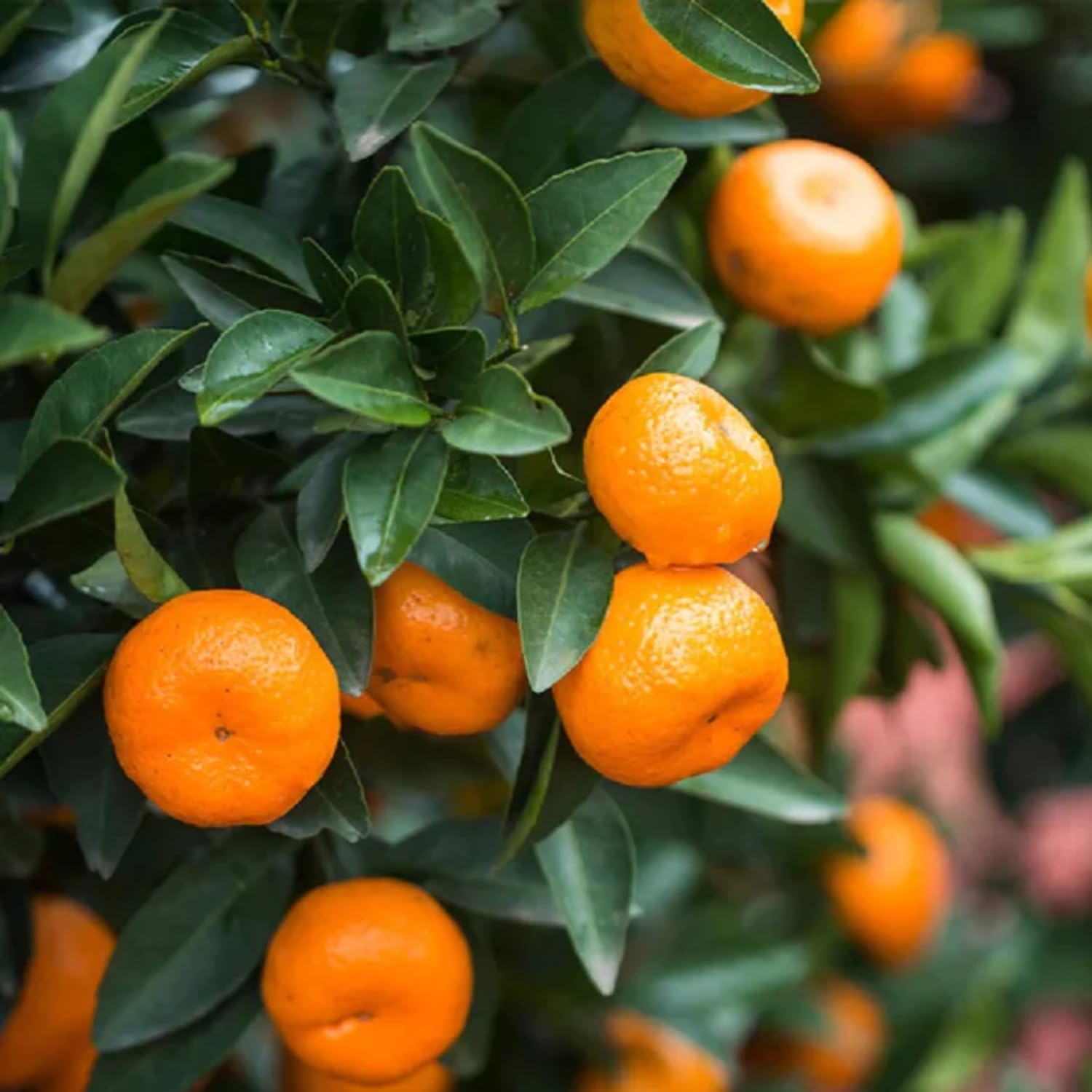 Orange tree with ripe fruit