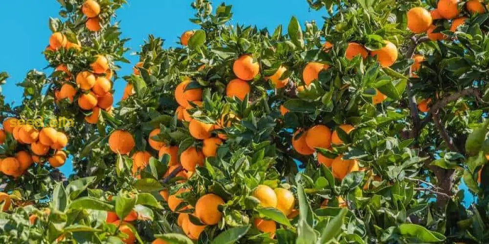 Orange Trees Growing in a Home Garden