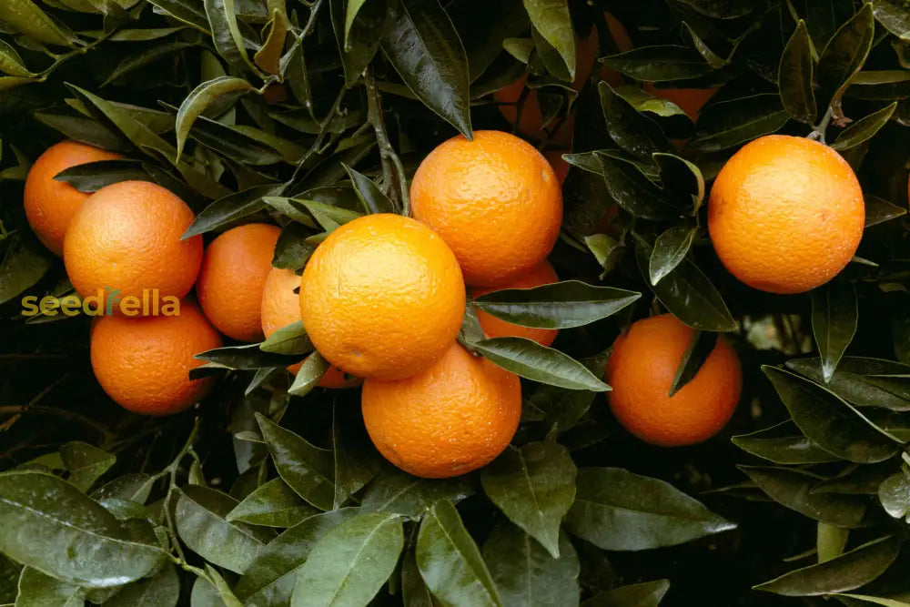 Orange Tree Planting Seeds - Grow Your Own Citrus At Home Fruit