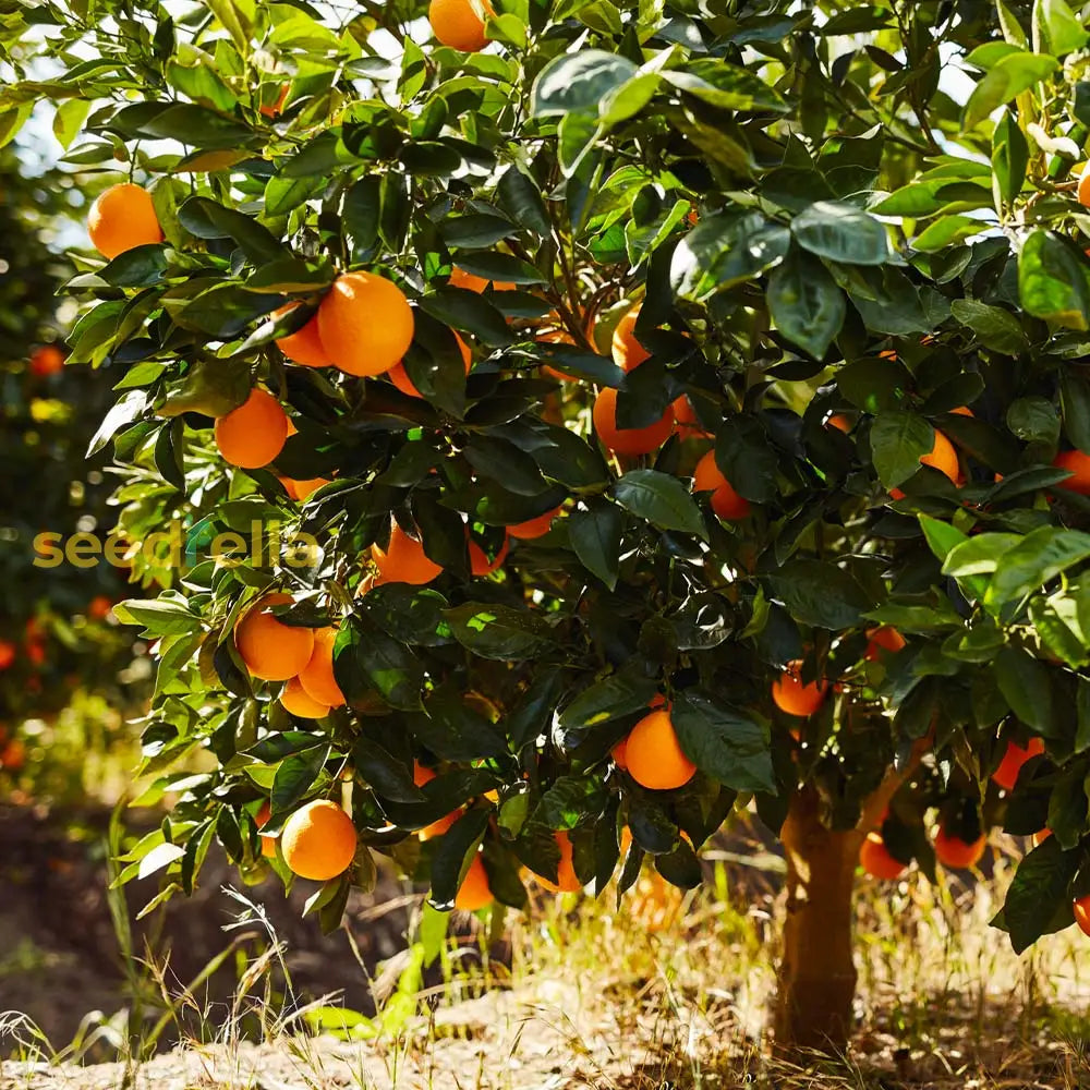 Mature Orange Tree with Ripe Citrus Fruits