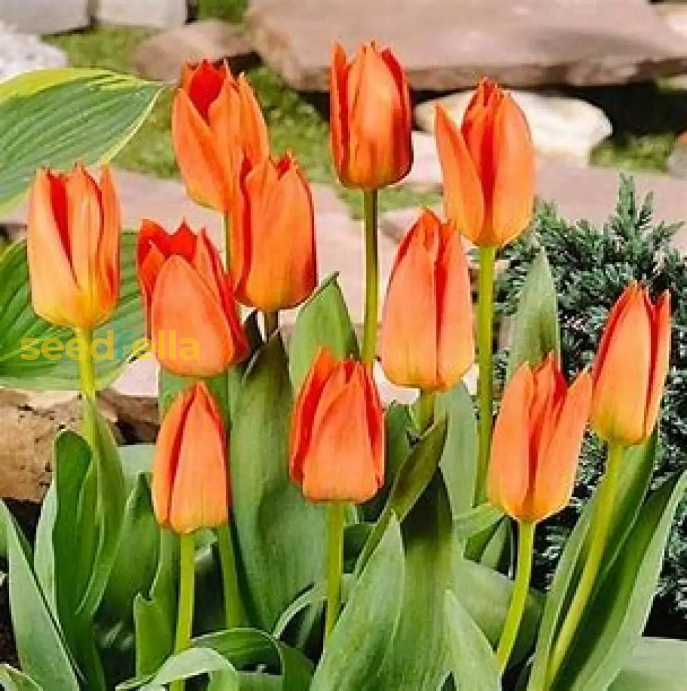 Orange Tulip Flower Seeds For Planting