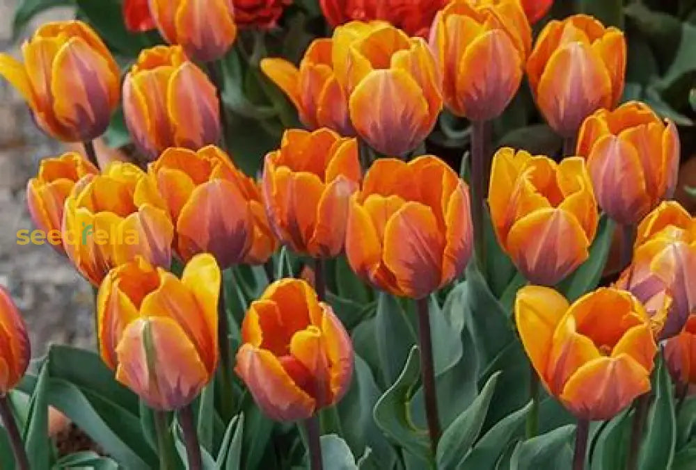 Orange Tulip Flower Seeds For Planting