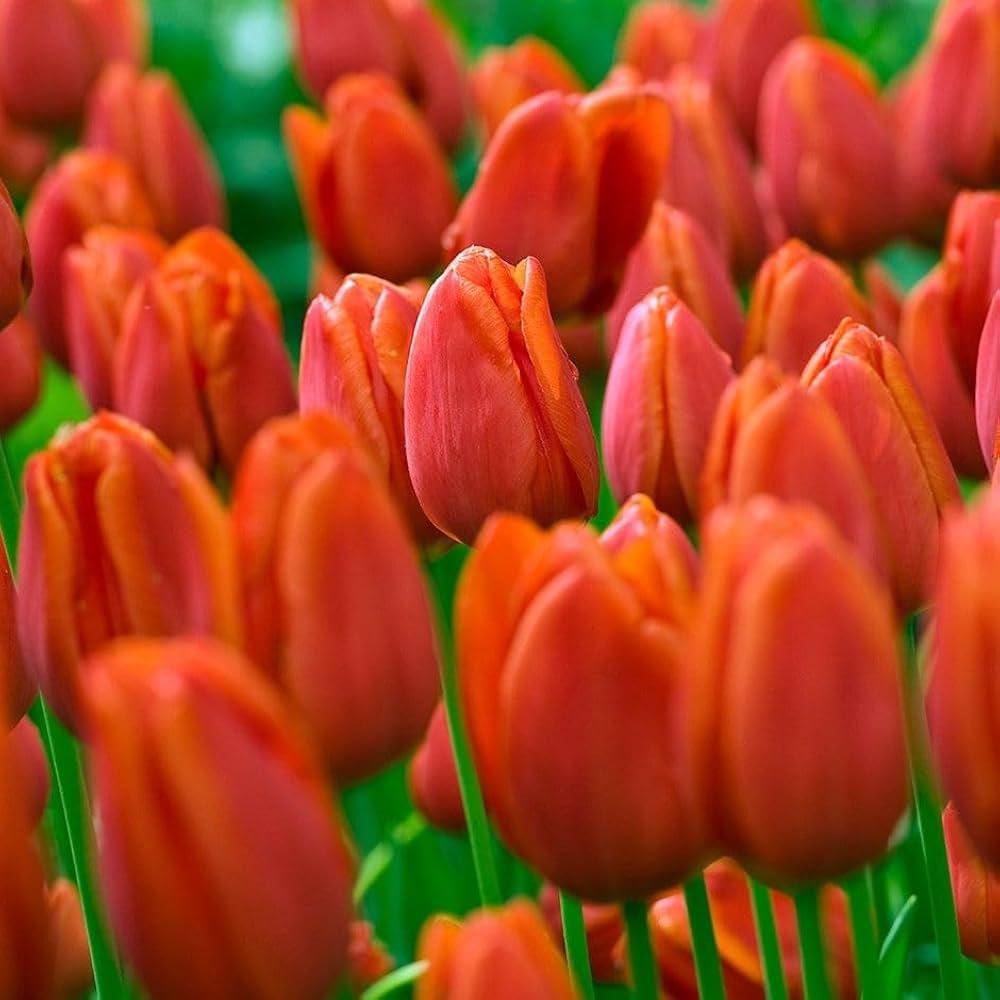 Orange Tulips Blooming Along Garden Border