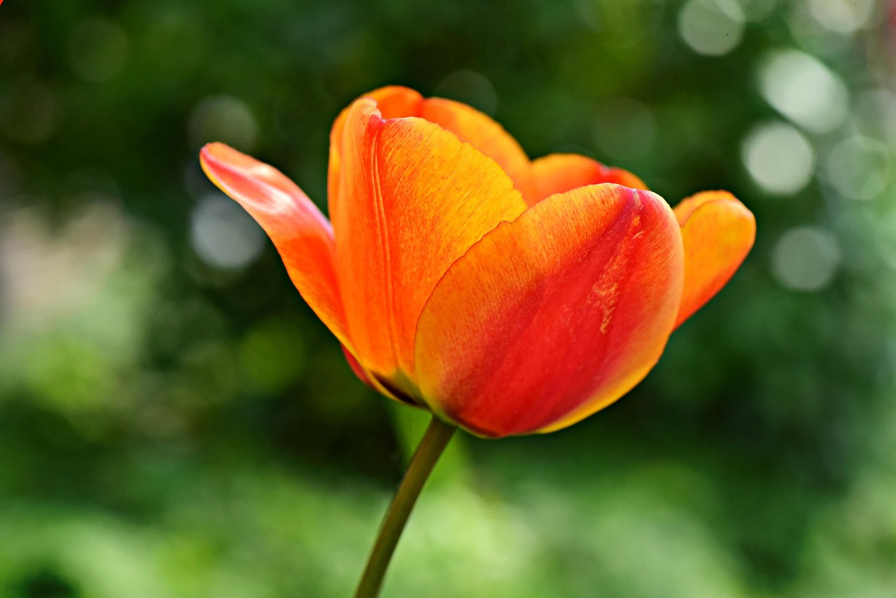 Orange Tulip seeds for low-maintenance garden planting

