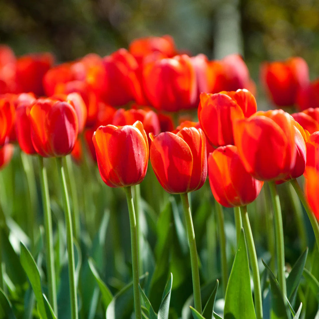Orange Tulip seeds for vibrant spring garden blooms
