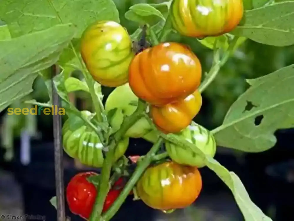Orange Turkish vegetable plants growing in garden