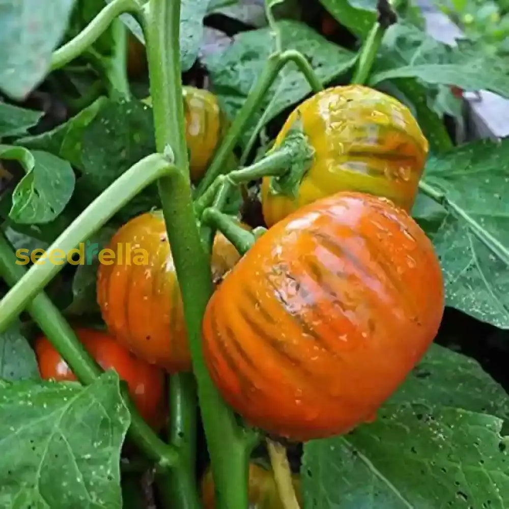 Orange Turkish vegetable seeds for planting