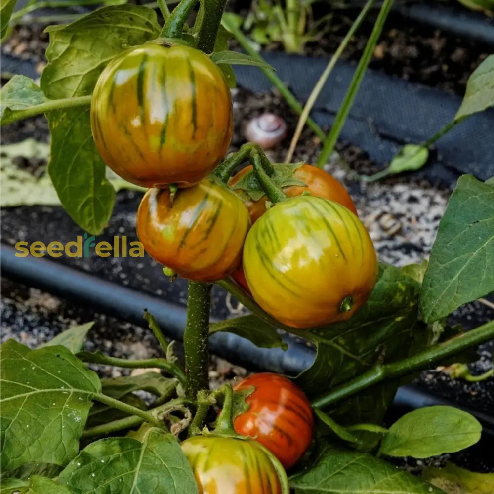 Orange Turkish vegetables on plant in garden