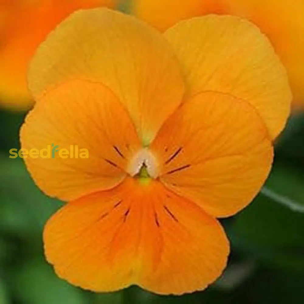 Orange Viola Sorbet Seeds For Planting | Vibrant Flower Your Garden