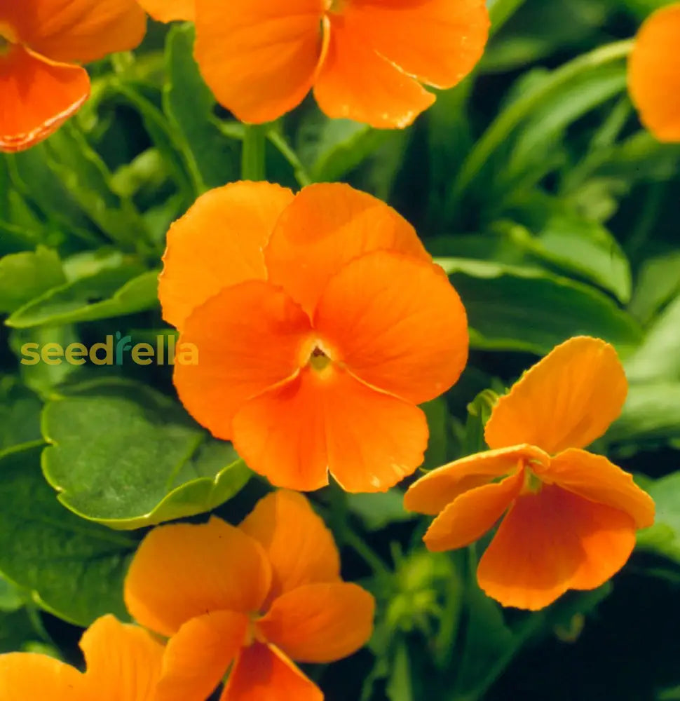 Orange Viola Sorbet Seeds For Planting | Vibrant Flower Your Garden