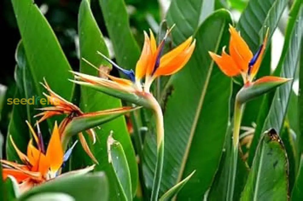 Orange & Violet Strelitzia Seeds - Exotic Flower Planting