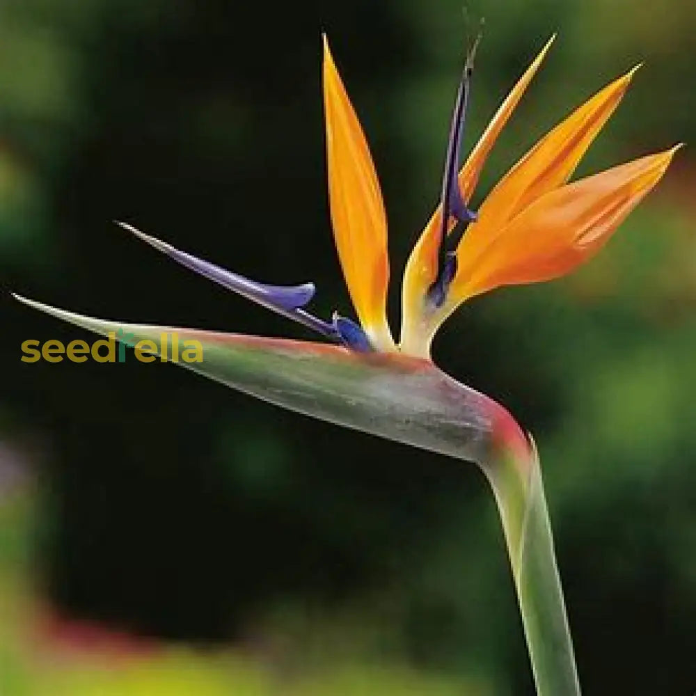 Orange & Violet Strelitzia Seeds - Perfect For Planting Plant Seeds