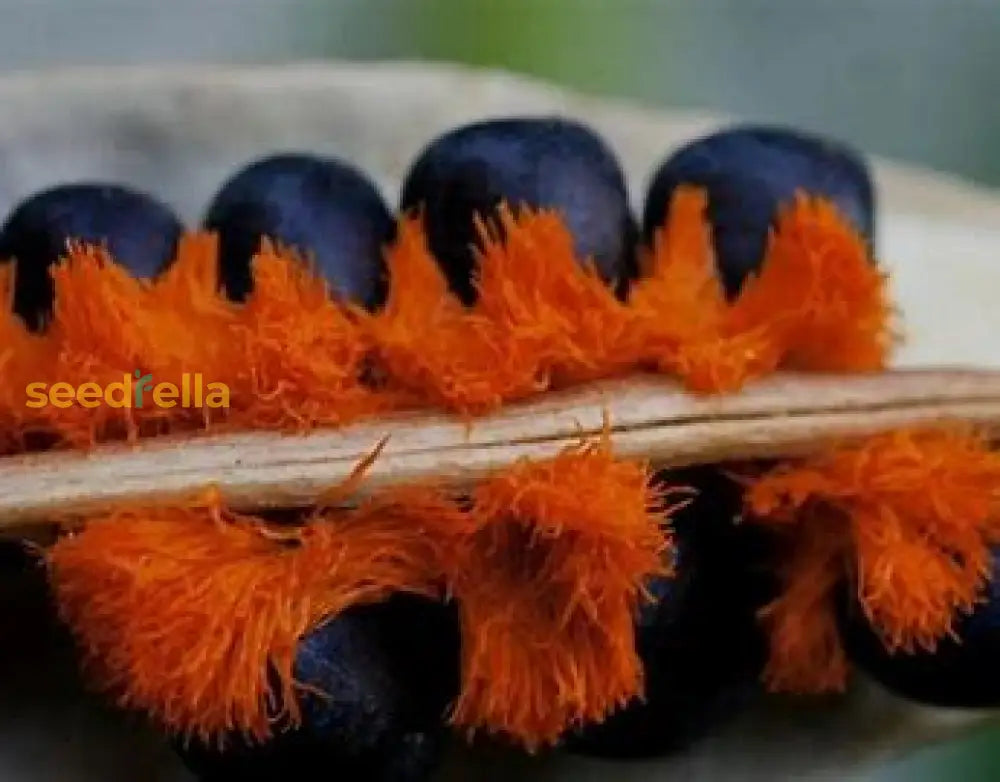 Orange & Violet Strelitzia Seeds - Perfect For Planting Plant Seeds