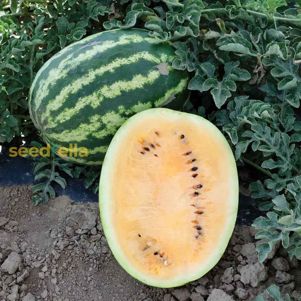 Orange Watermelon Seeds For Planting - Grow Your Own Juicy Fruit