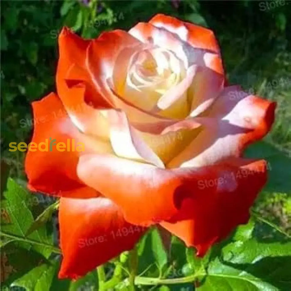 Orange White Rose Seeds For Planting  Beautiful Blooms Flower